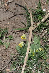 Primula veris