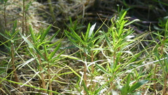 Mentha cervina
