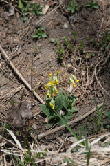 Primula veris