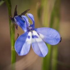 Lobelia flaccida