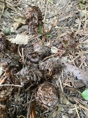 Matteuccia struthiopteris