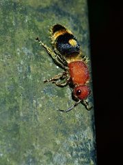 Odontomutilla uranioides