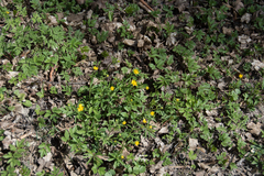 Ranunculus