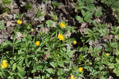 Ranunculus