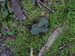 Cryptostylis leptochila