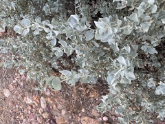 Atriplex nummularia
