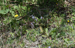 Viola