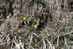 Potentilla