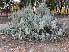 Atriplex nummularia