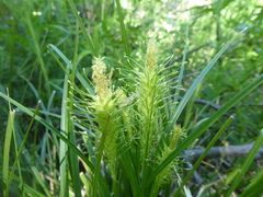 Carex macrotrichoides