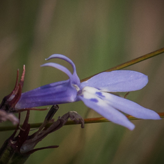 Lobelia flaccida