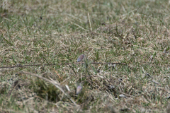 Pulsatilla