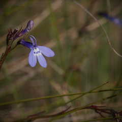 Lobelia flaccida