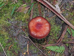 Russula persanguinea