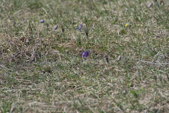 Pulsatilla