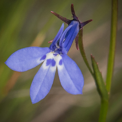 Lobelia flaccida