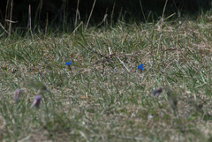 Gentiana verna