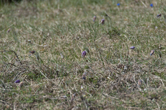 Pulsatilla