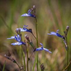 Lobelia flaccida