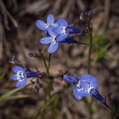 Lobelia flaccida