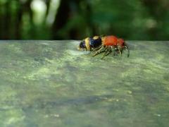 Odontomutilla uranioides