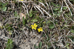 Potentilla