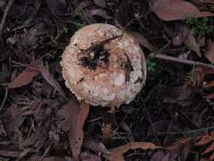 Amanita farinacea