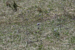 Pulsatilla