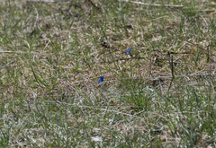 Gentiana verna