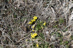 Potentilla