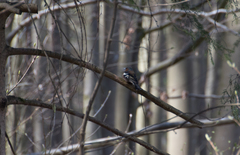 Fringilla coelebs