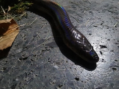 Xenopeltis unicolor