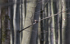 Fringilla coelebs