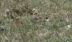 Pulsatilla