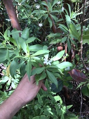 Scaevola gaudichaudiana