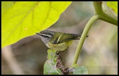 Phylloscopus maculipennis