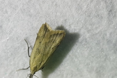 Dichomeris limosellus