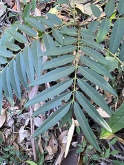 Ailanthus triphysa
