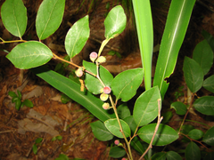 Lindera glauca