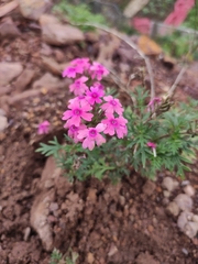 Glandularia tenera