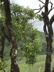 Metrosideros tremuloides