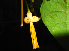 Alangium platanifolium