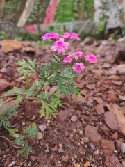 Glandularia tenera