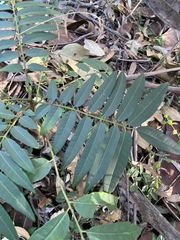 Ailanthus triphysa