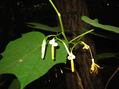 Alangium platanifolium