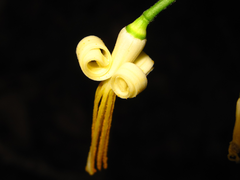 Alangium platanifolium