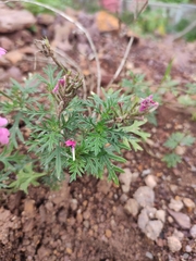Glandularia tenera