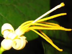 Alangium platanifolium