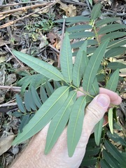 Ailanthus triphysa
