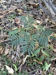 Ailanthus triphysa